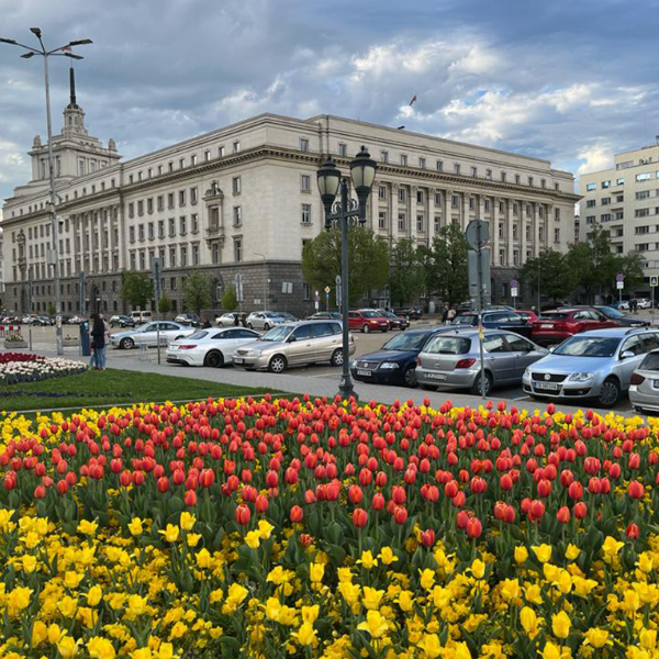 Qualiplant: Ce tipuri de flori și plante sunt potrivite pentru amenajarea spațiilor publice