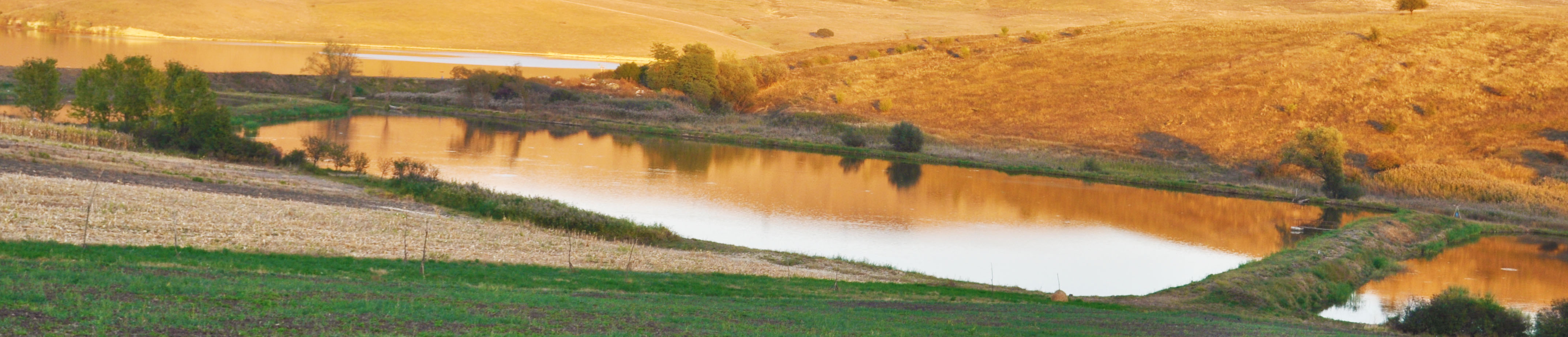 PRIMĂRIA DAIA ROMÂNĂ