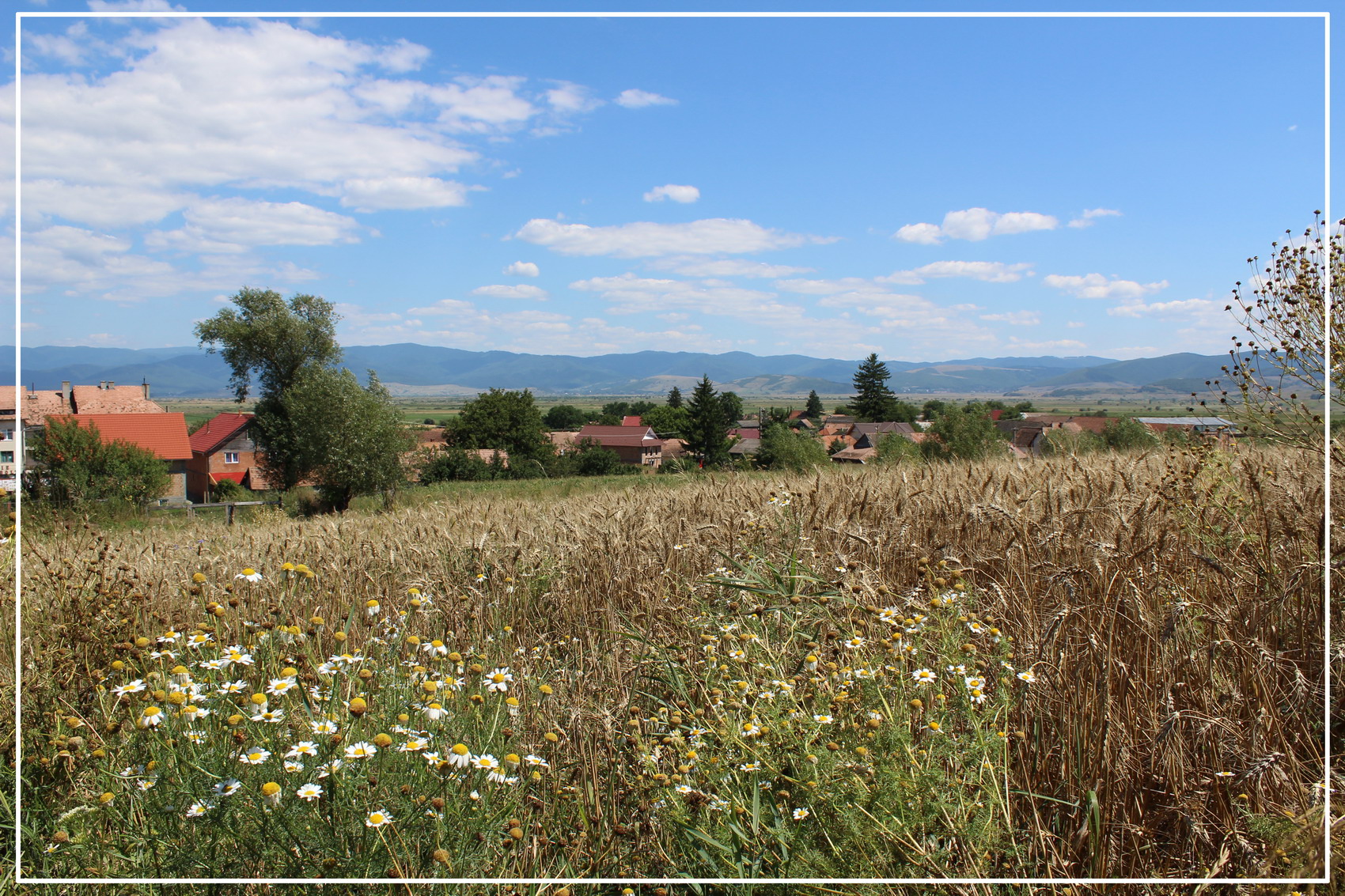 PRIMĂRIA BOROŞNEU MARE