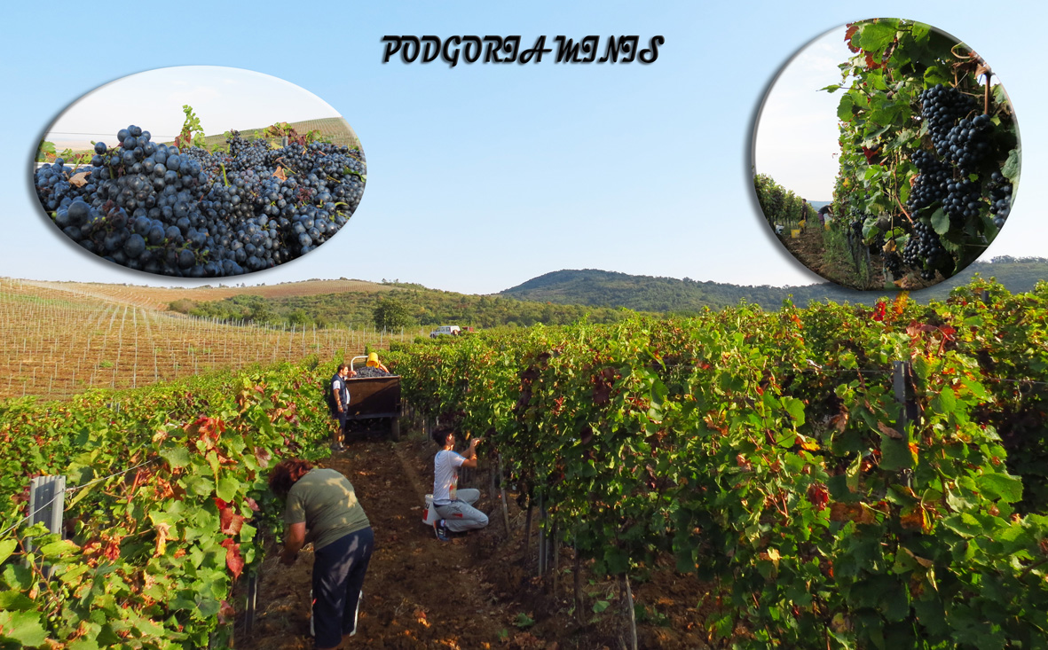 10 octombrie - Podgoria Minis.jpg