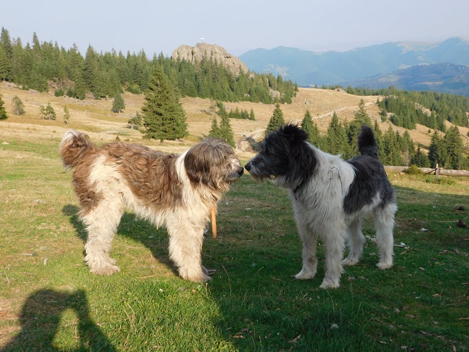 Tandrețe pe Dealul Bănișorului, Vișagu