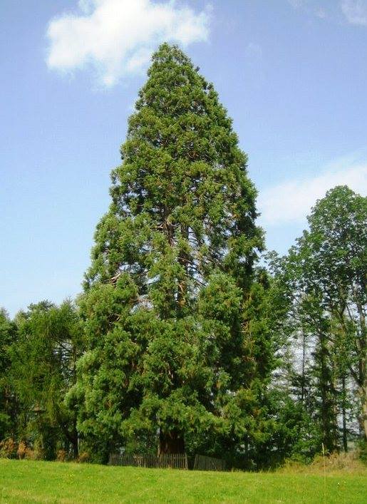 Arborele Sequoia