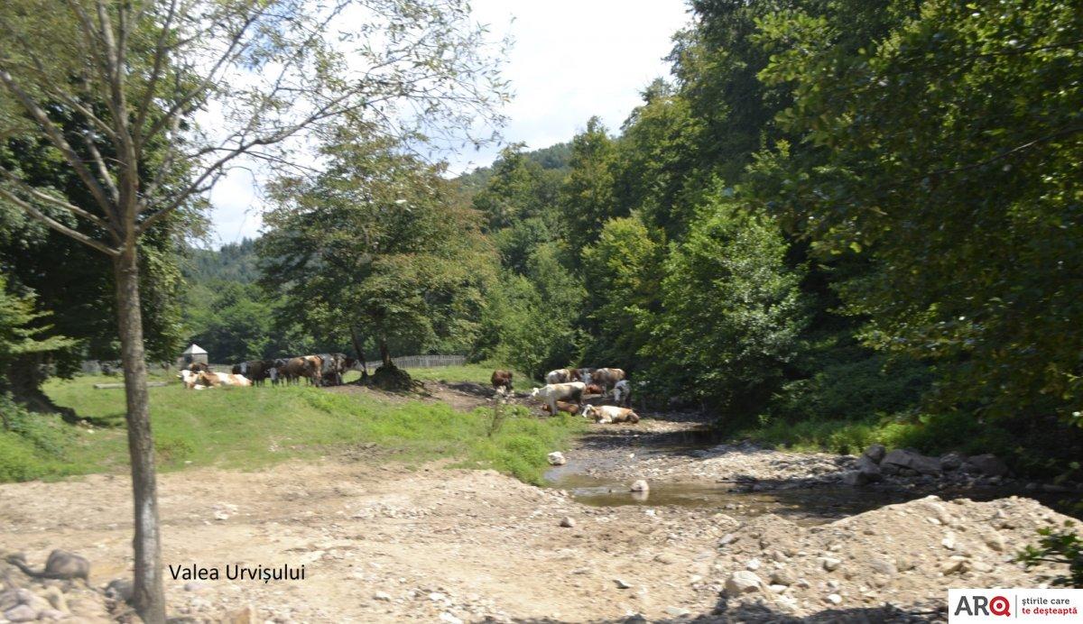 ValeaUrvisului-hasmas.jpg