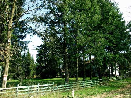 albis canton cetariu  007.jpg