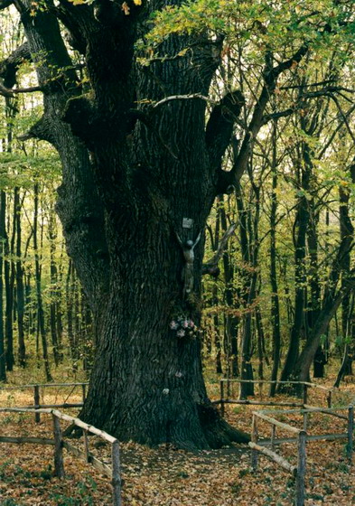 albis padurea cetariu stejarul secular (450 ani) 005.jpg