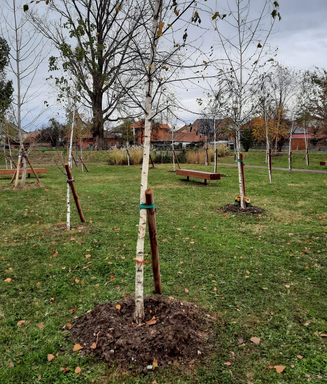 Oradea: Sute de arbori au fost plantați în ultima lună