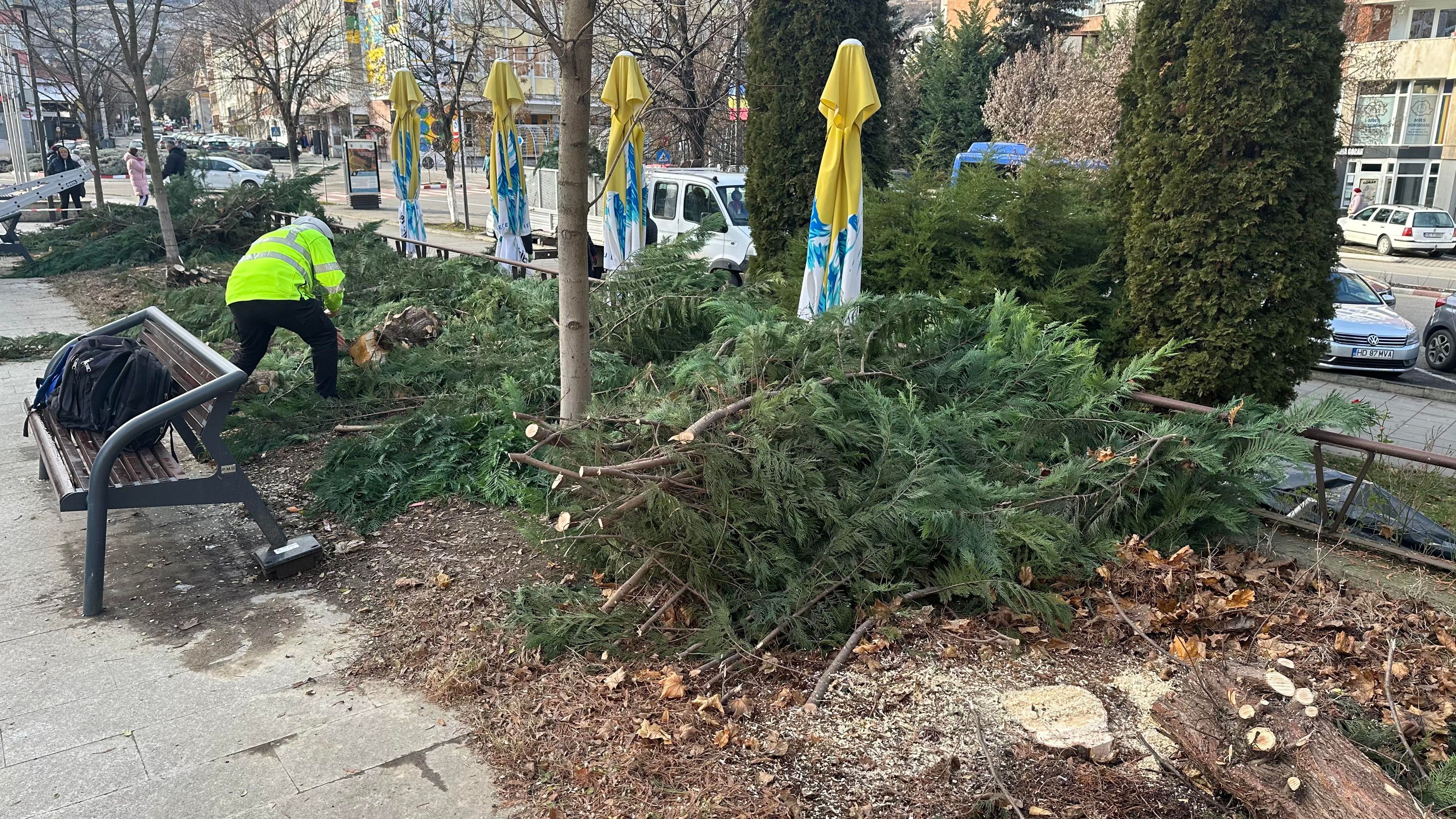 Mai mulți copaci din zona centrală a Devei au fost distruși peste noapte cu drujba de persoane neidentificate