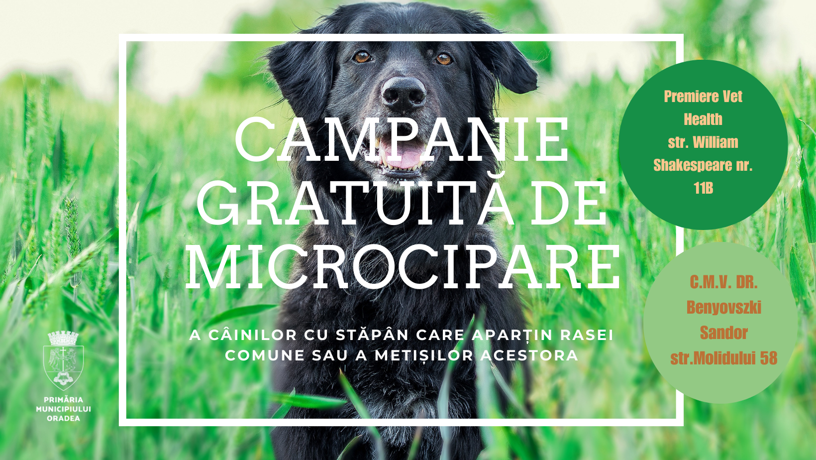 Campania gratuită a Primăriei Oradea de microcipare a câinilor cu stăpân continuă. Câinii vor fi înregistrați în RECS