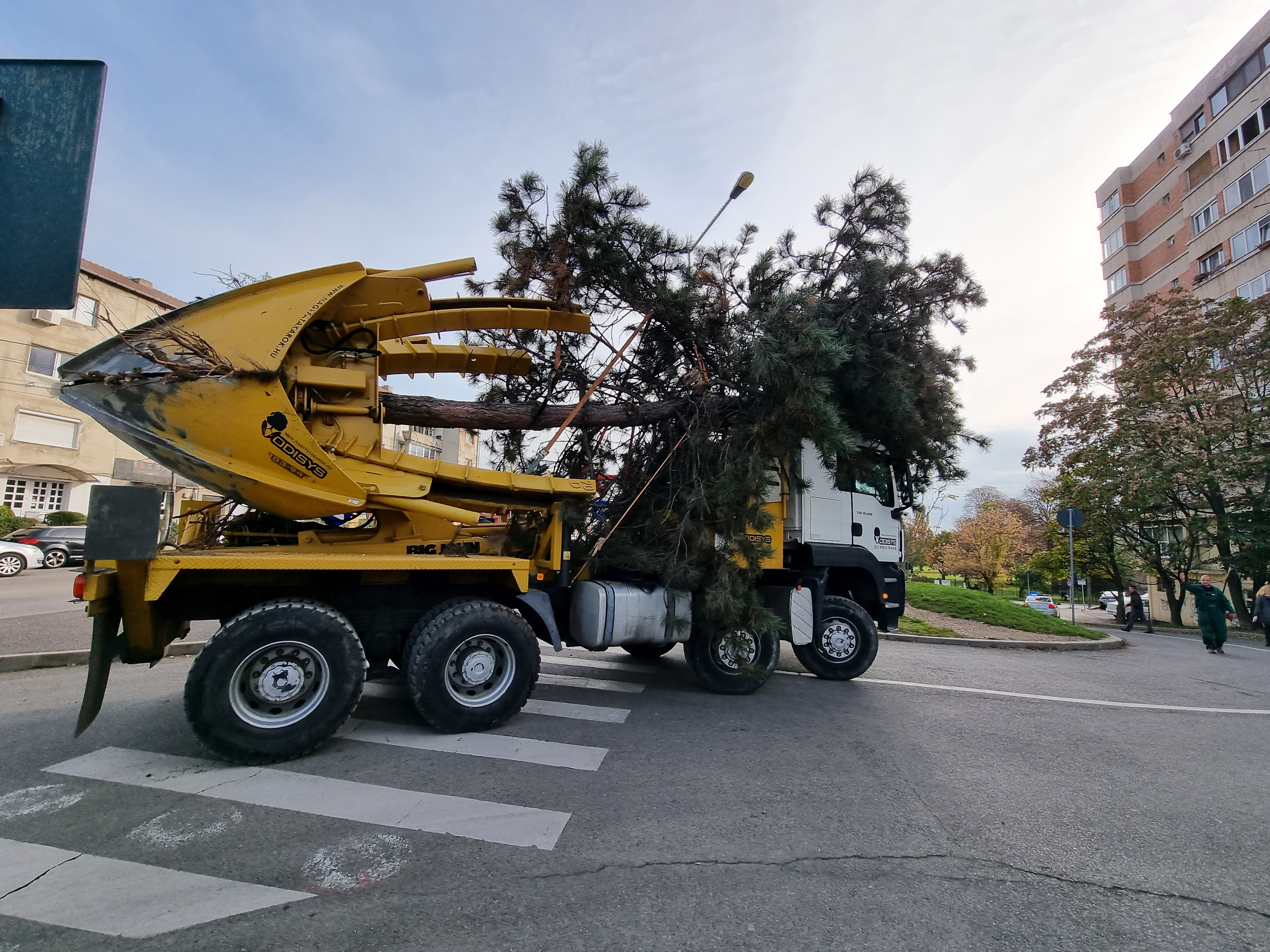 Se transplantează o parte a arborilor din Piața Emanuil Gojdu