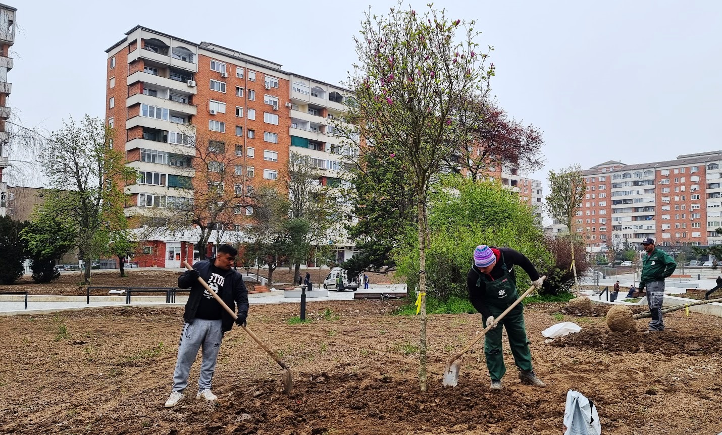 A început plantarea magnoliilor și a cireșilor japonezi în Piața  Magnoliei