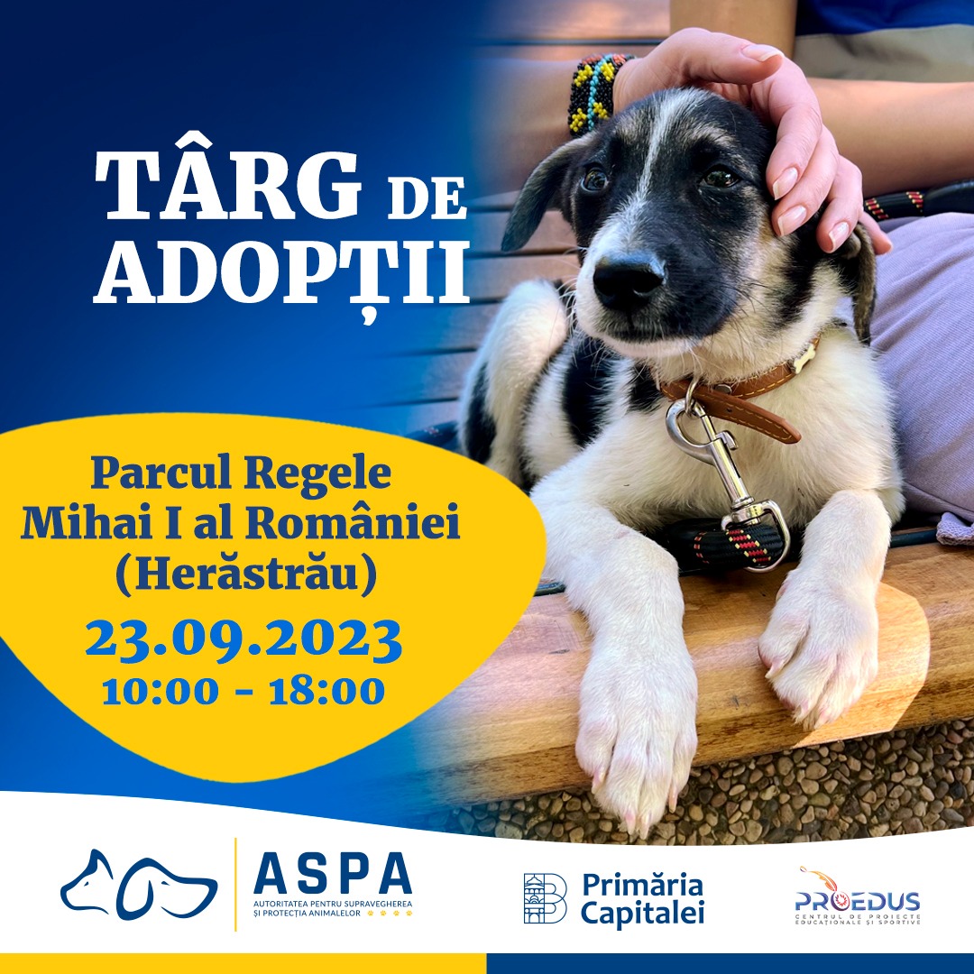 Târg adopții căței