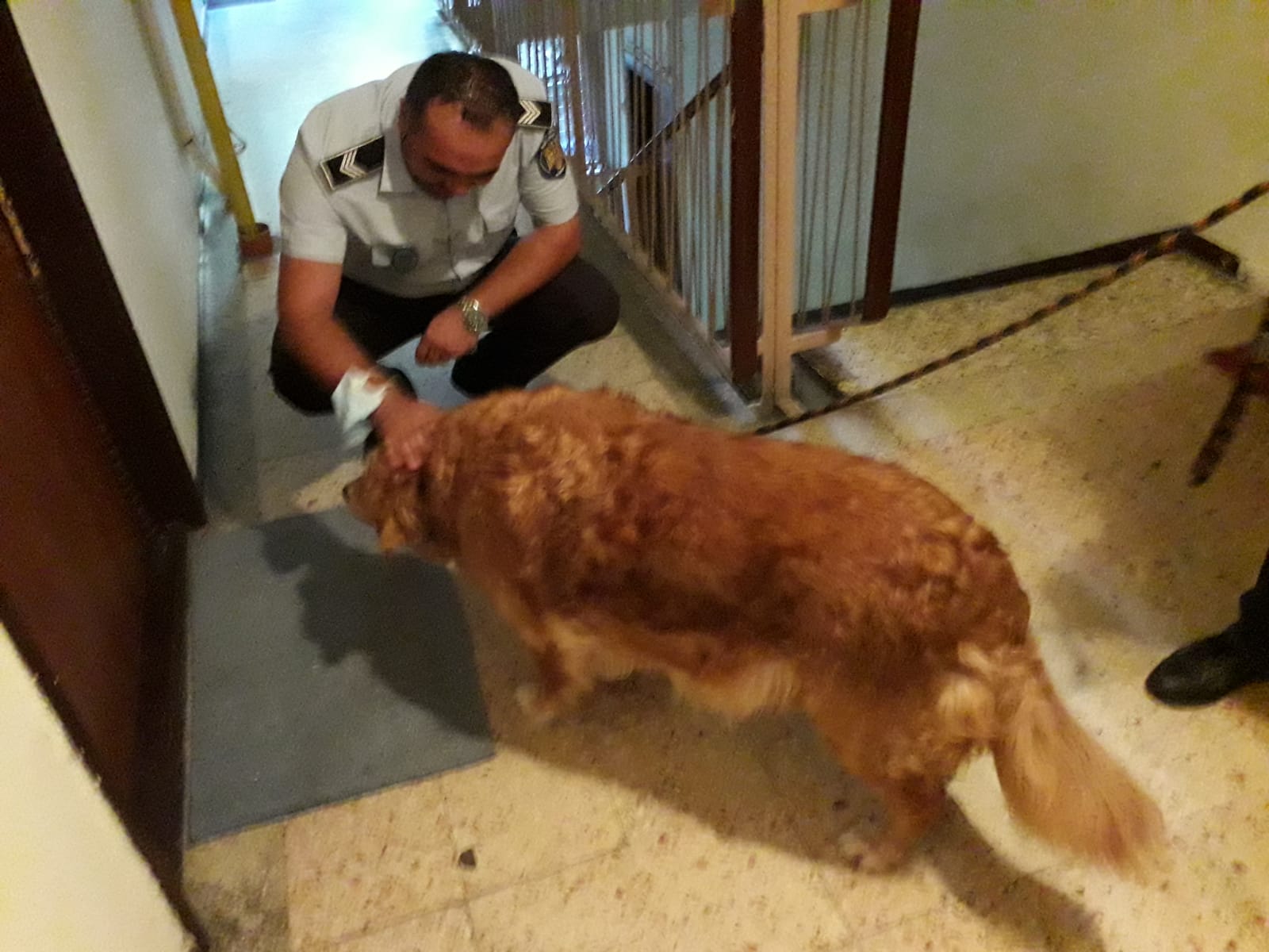 Amenzi de peste 75.000 de lei aplicate de polițiștii locali pentru încălcarea legislației în domeniul protecției animalelor