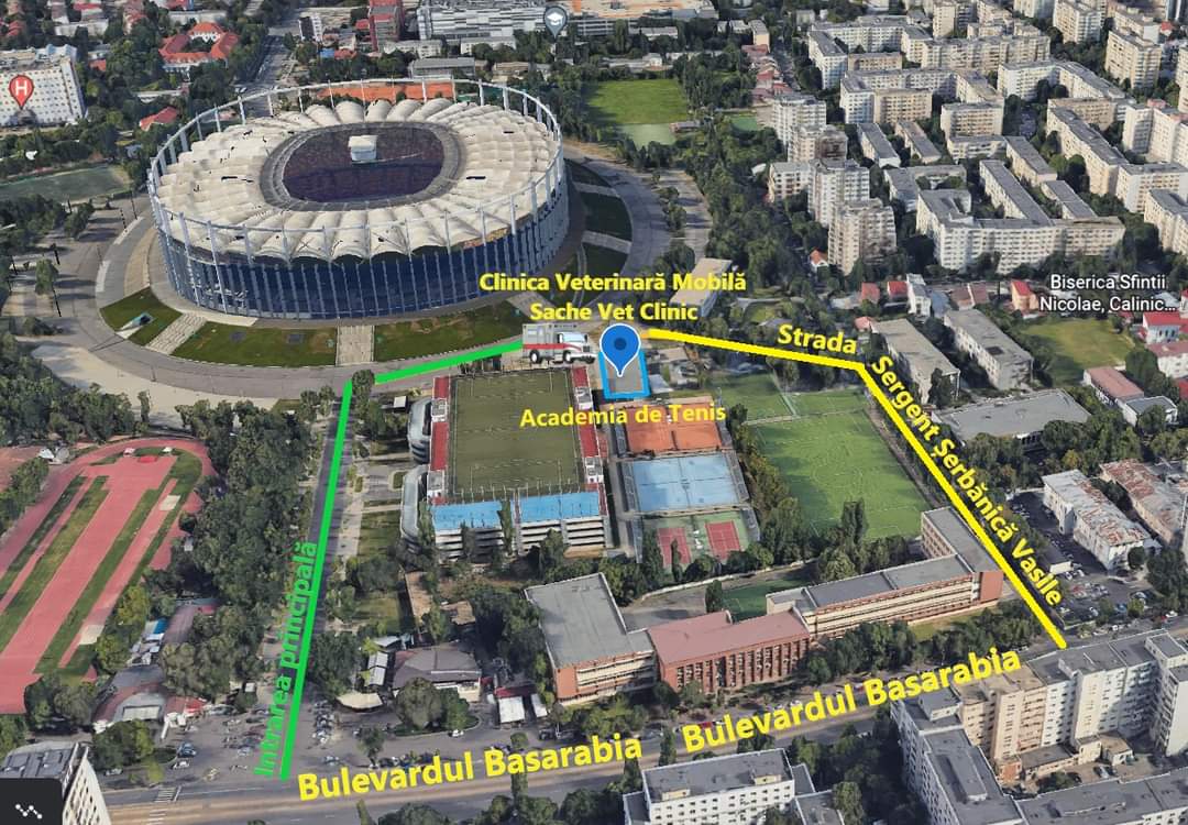 Continuare campanie sterilizare pisici rasa comună