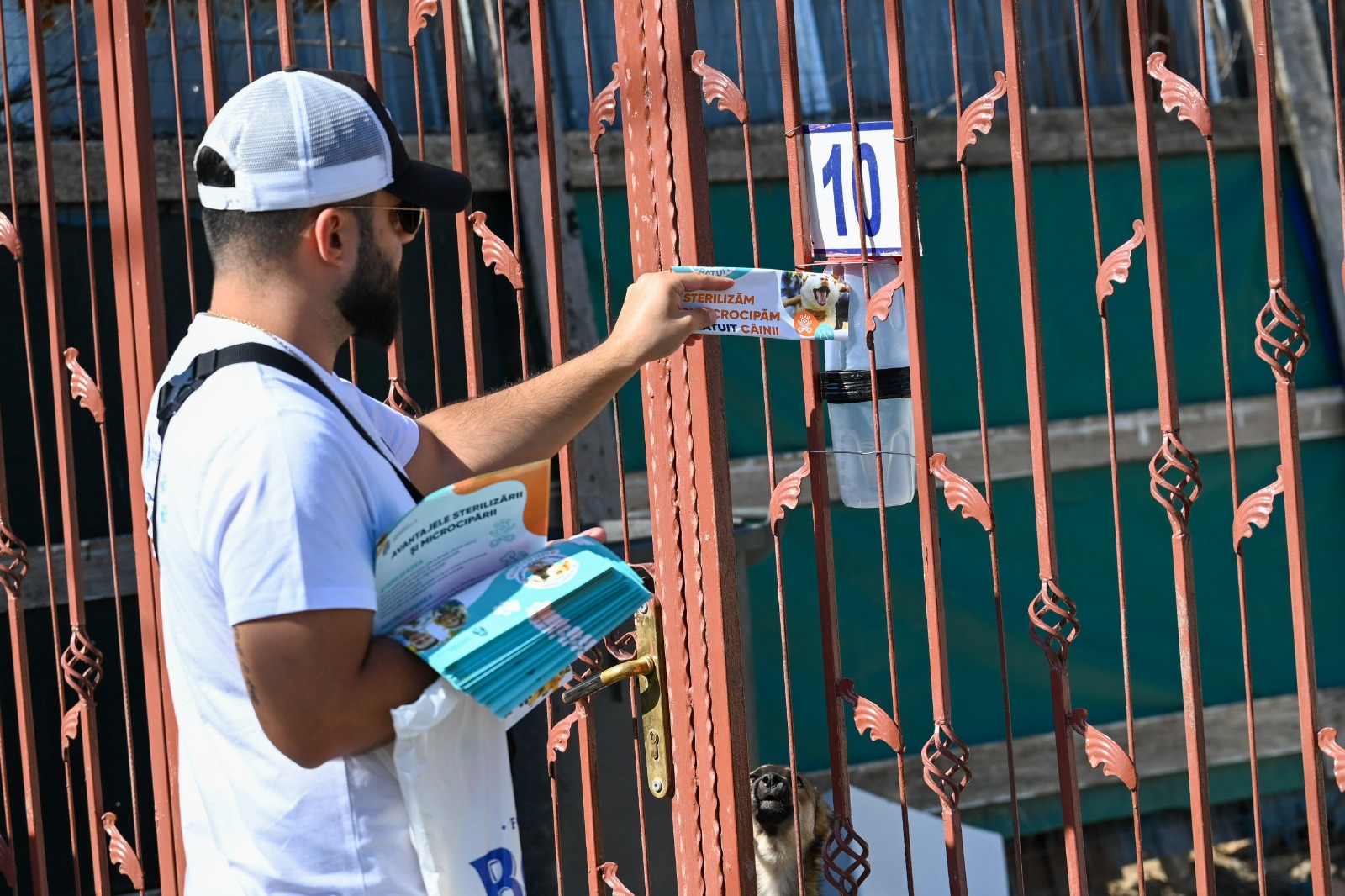 Începe campania de sterilizare și microcipare a câinilor cu stăpân din Sectorul 6