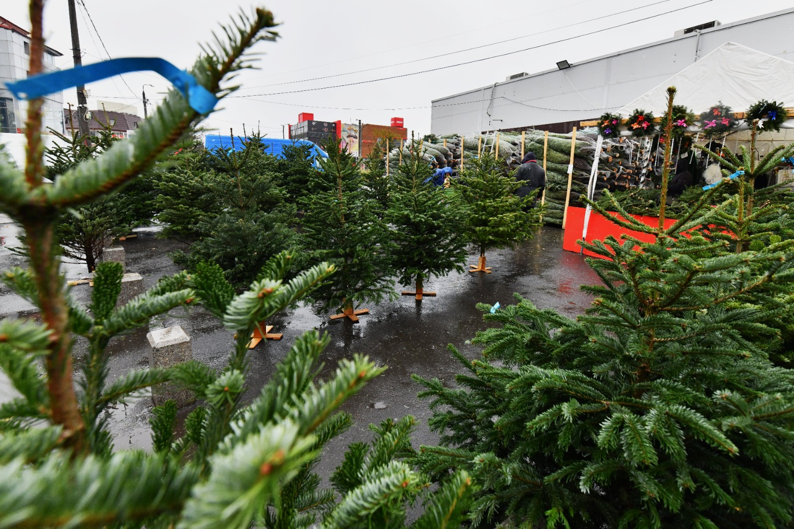 50 de lei, cel mai ieftin brad de Crăciun. De unde se poate cumpăra, în Sectorul 6