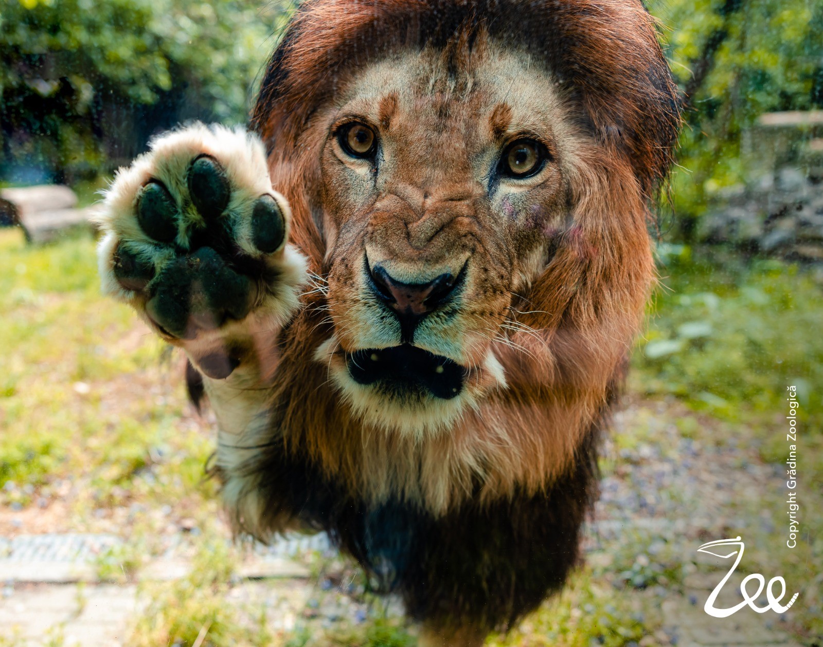 Activități distractive la Grădina Zoologică, duminică, 6 august