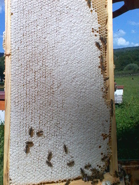 Miere de albine 100% naturala  Pret: 25 RON