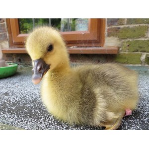 Gâsca TOULOUSE (pui de o zi)