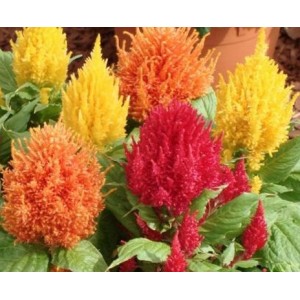 Flori - creasta cocosului nano mix n135